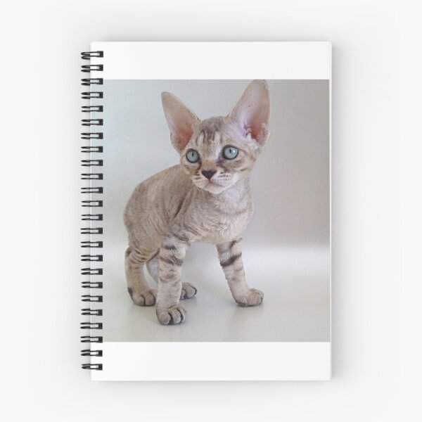 Artikelvorschau, Devon Rex Katze Kätzchen 012 entworfen und verkauft von devonrexcats.