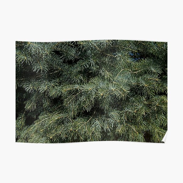 Fir Tree Pattern Poster