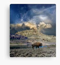 3304 Metal Print