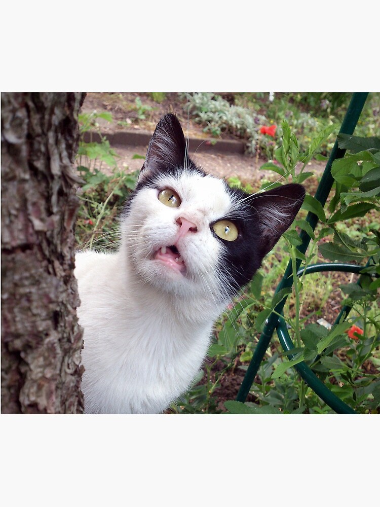 Kater Tim von Gourmetkater