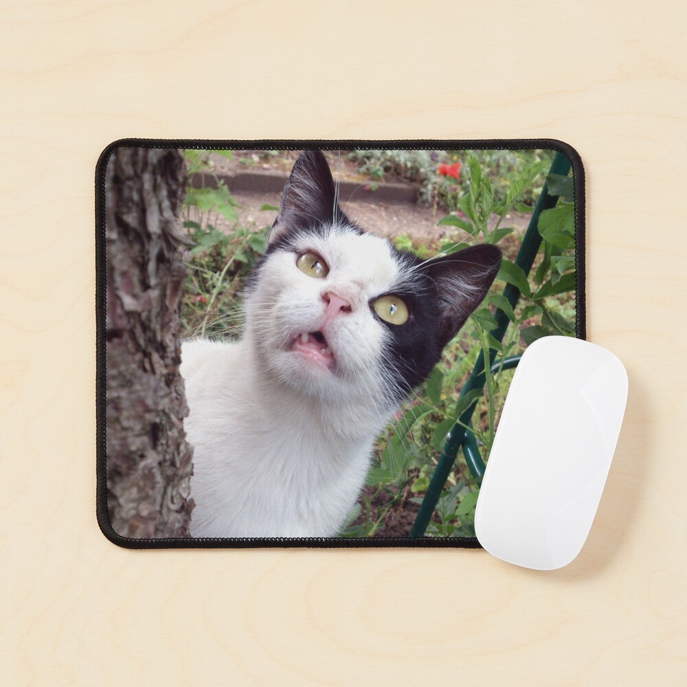 Kater Tim Mauspad