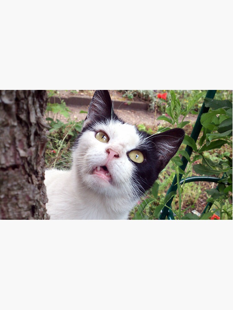 Kater Tim von Gourmetkater