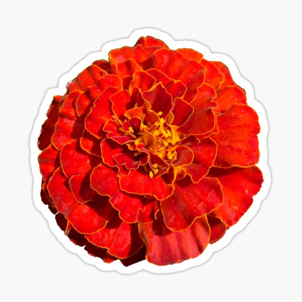 Genda phool - Red Marigold flower