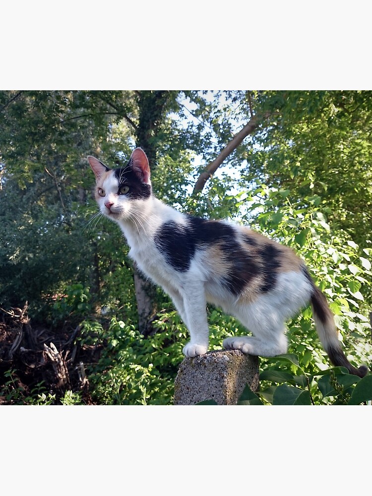 Katze Lagertha auf Wacht von Gourmetkater