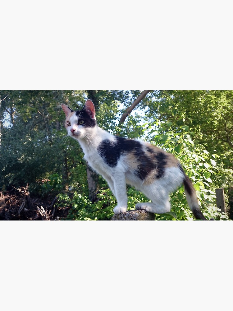 Katze Lagertha auf Wacht von Gourmetkater