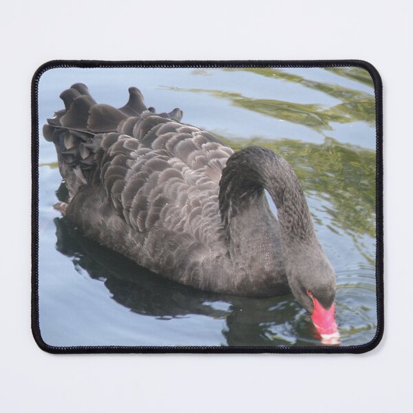 Item preview, Black Swan Drinking Water Photograph designed and sold by naturegallery.