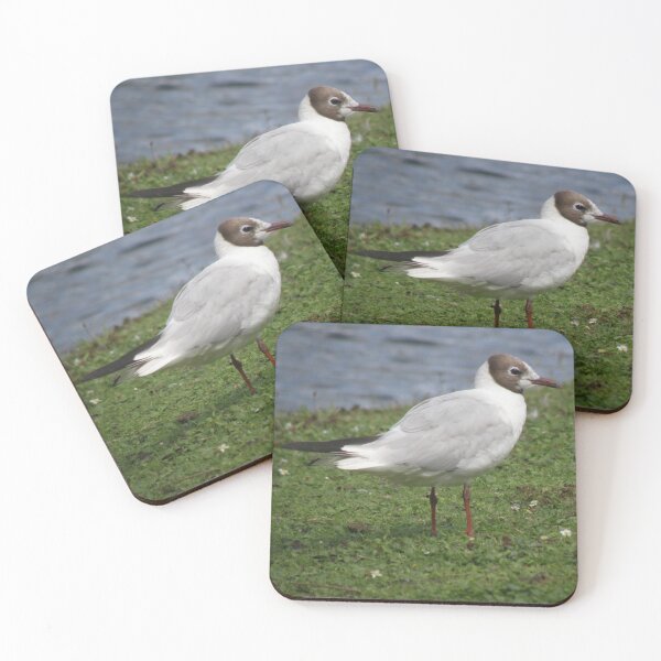 Item preview, Black Headed Gull Photograph designed and sold by naturegallery.