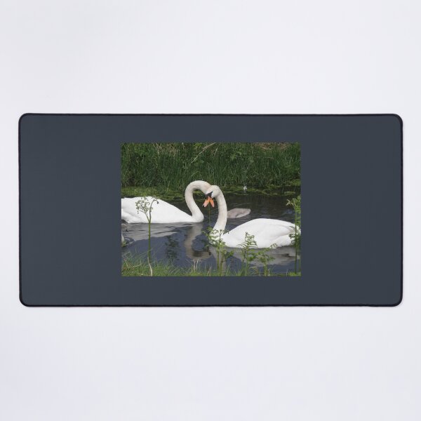 Item preview, Loving Mute Swans on the water Photograph designed and sold by naturegallery.