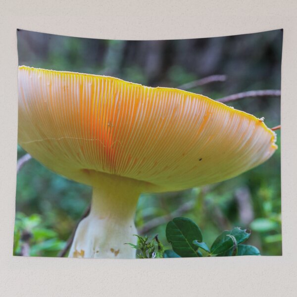 Item preview, A Magical Glowing Mushroom in a Forest designed and sold by Jon Shore.