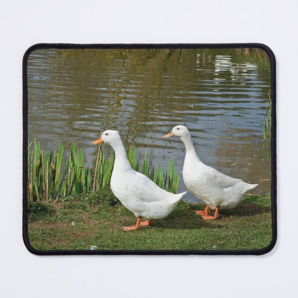 Item preview, Two white ducks at water's edge designed and sold by LindaCooke.