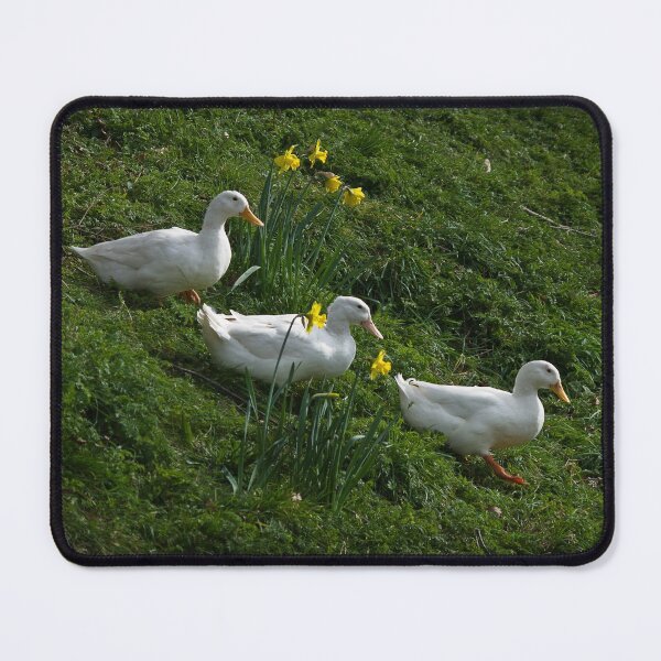Item preview, White ducks running downhill designed and sold by LindaCooke.