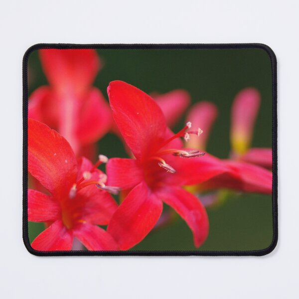 Item preview, Red flowers of Crocosmia Lucifer designed and sold by LindaCooke.