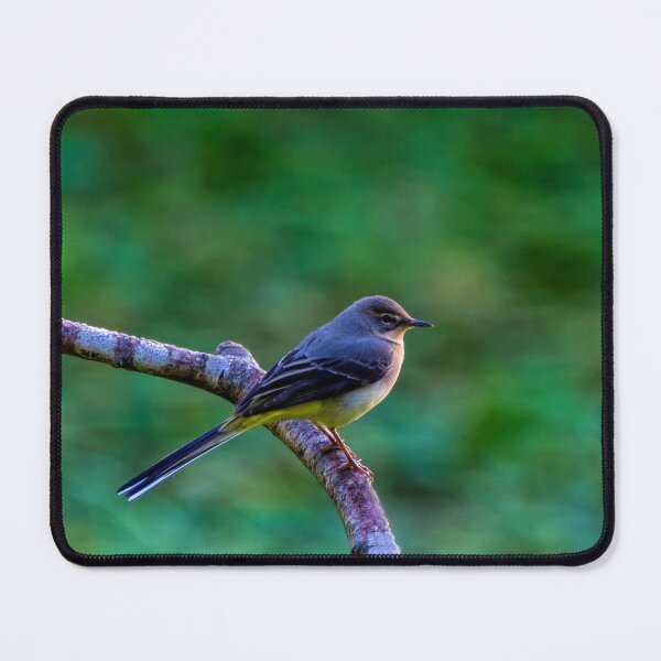 Item preview, Grey Wagtail designed and sold by iCimages.net.