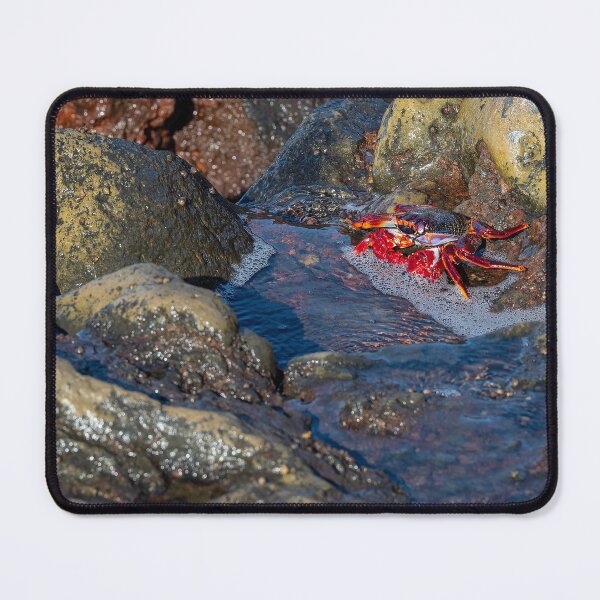 Item preview, Red Rock Crab designed and sold by iCimages.net.