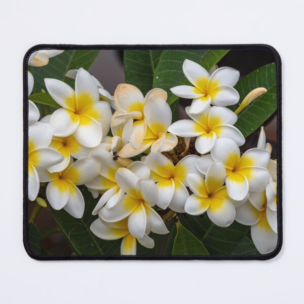 Item preview, White Frangipani designed and sold by iCimages.net.
