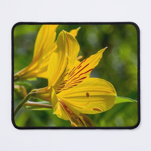 Item preview, Yellow Lily designed and sold by iCimages.net.