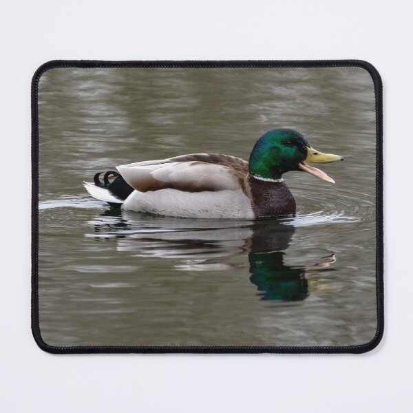 Item preview, Mallard Duck designed and sold by iCimages.net.