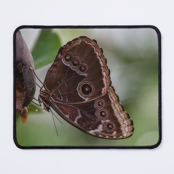 Item preview, Hanging Brown Butterfly designed and sold by iCimages.net.