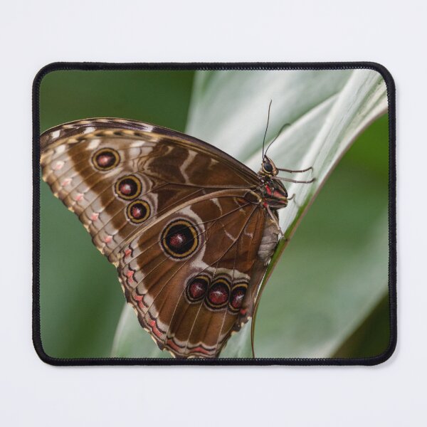 Item preview, Brown Butterfly designed and sold by iCimages.net.