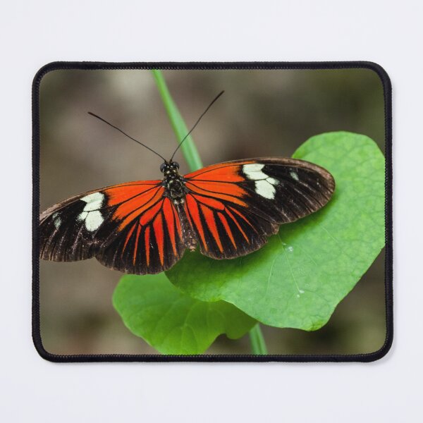Item preview, Pretty Butterfly designed and sold by iCimages.net.