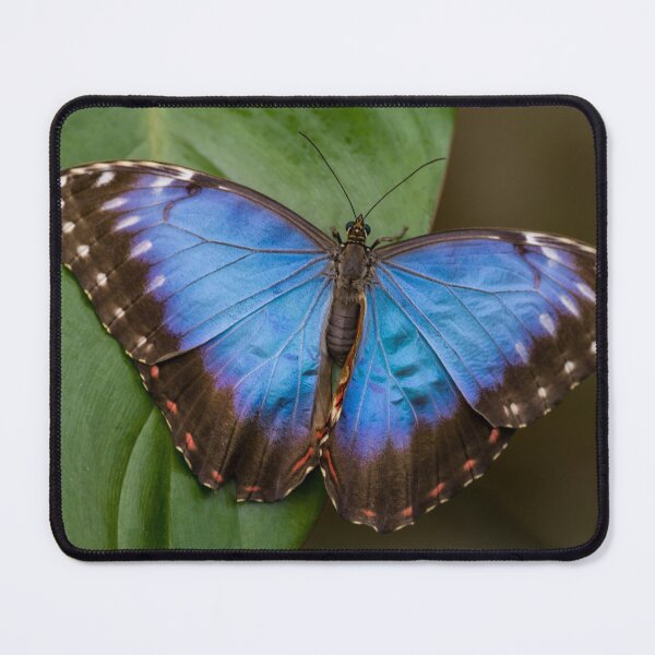 Item preview, Blue Morpho Butterfly designed and sold by iCimages.net.