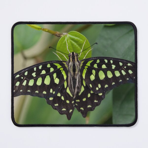 Item preview, Green Butterfly designed and sold by iCimages.net.