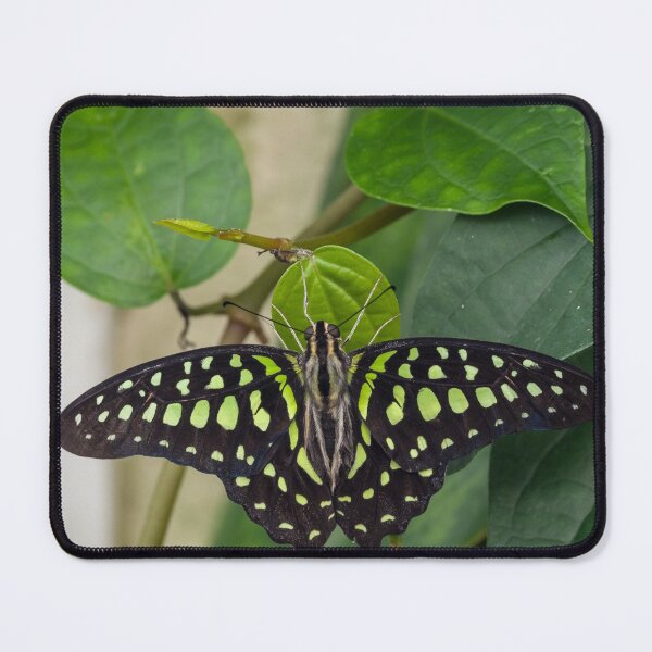 Item preview, Green and black butterfly designed and sold by iCimages.net.