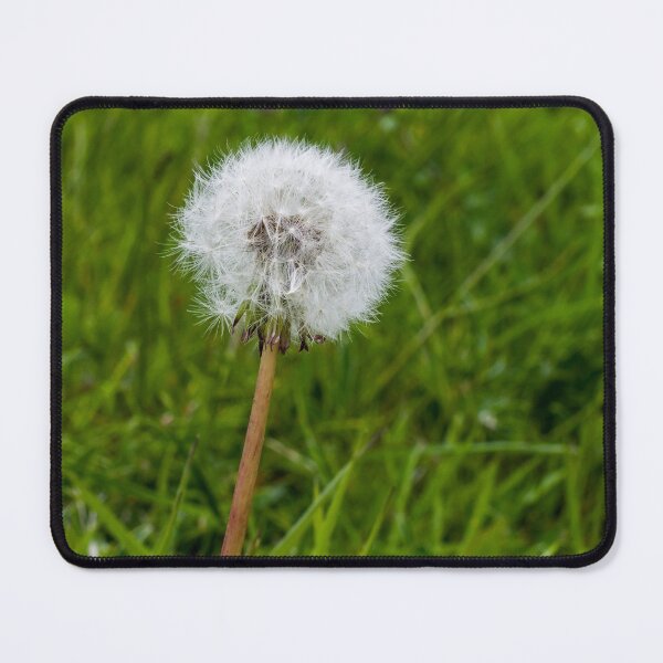 Item preview, Dandelion designed and sold by iCimages.net.