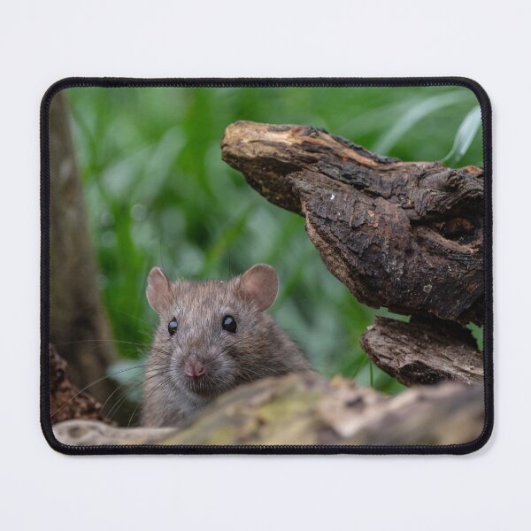 Item preview, Peeping rodent designed and sold by iCimages.net.