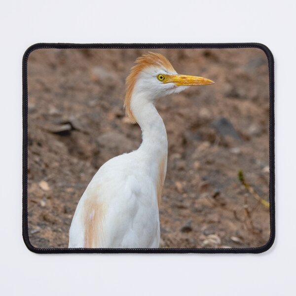 Item preview, Cattle Egret designed and sold by iCimages.net.