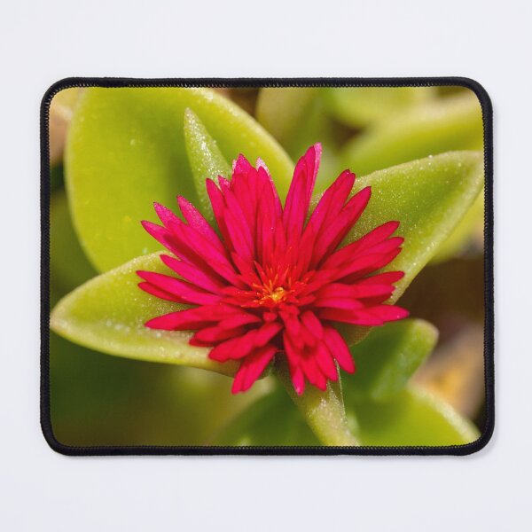 Item preview, Baby sun-rose flower designed and sold by iCimages.net.