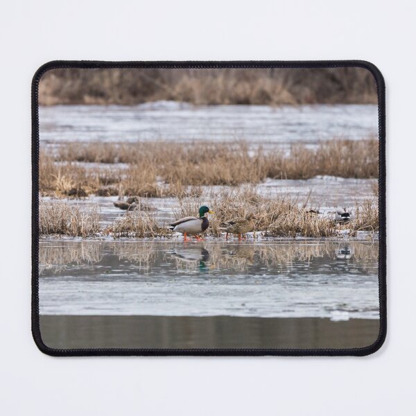 Item preview, Mallard Frozen Walk designed and sold by mljdwhite.
