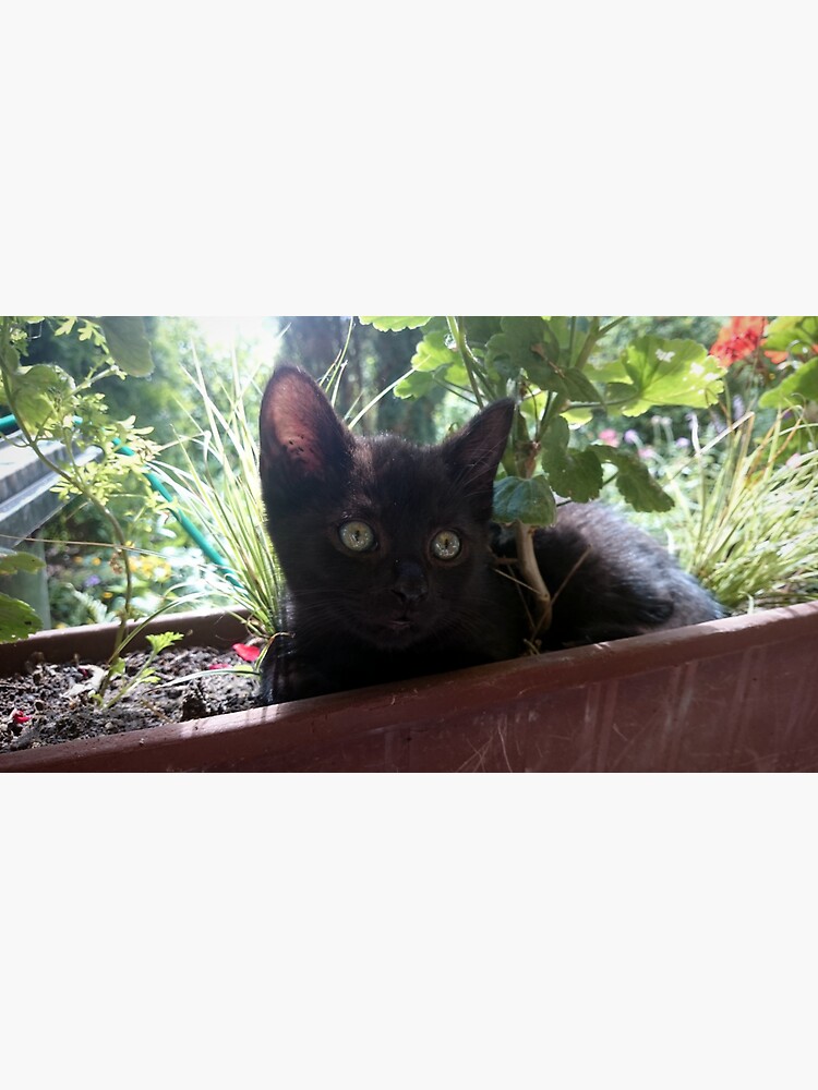 Kater Paule als Blume von Gourmetkater