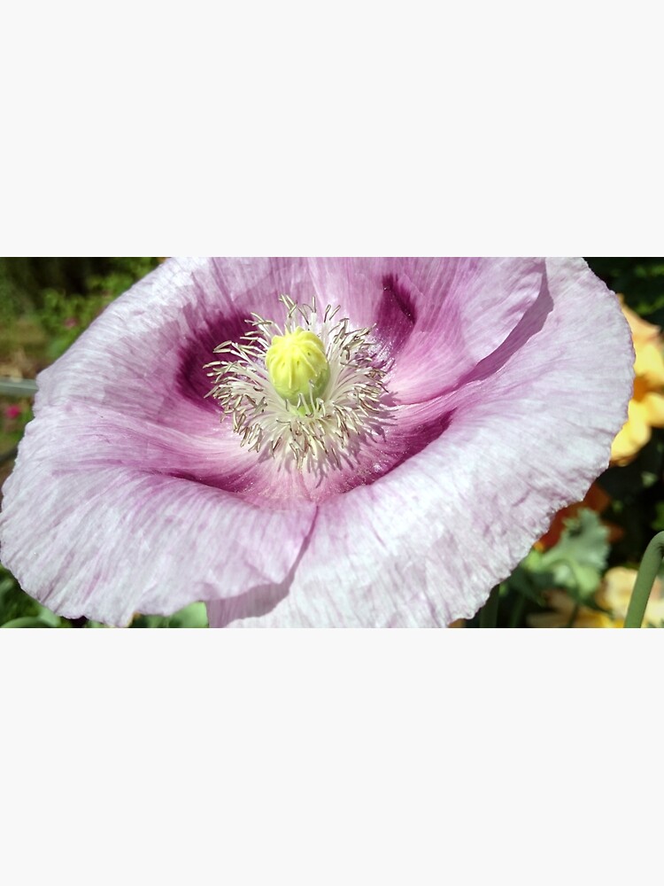 Mohn-Blüte von Gourmetkater