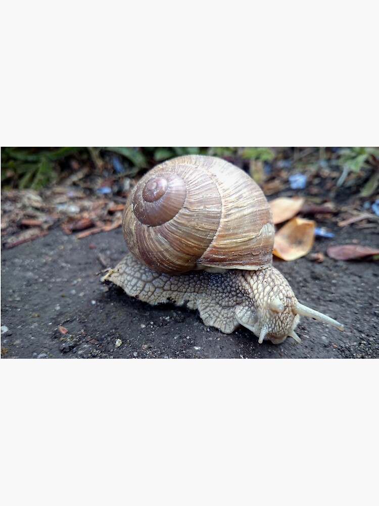 Weinbergschnecke auf Weg von Gourmetkater
