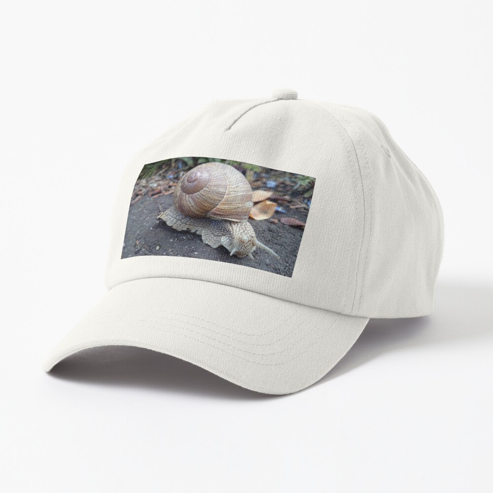 Weinbergschnecke auf Weg Cap