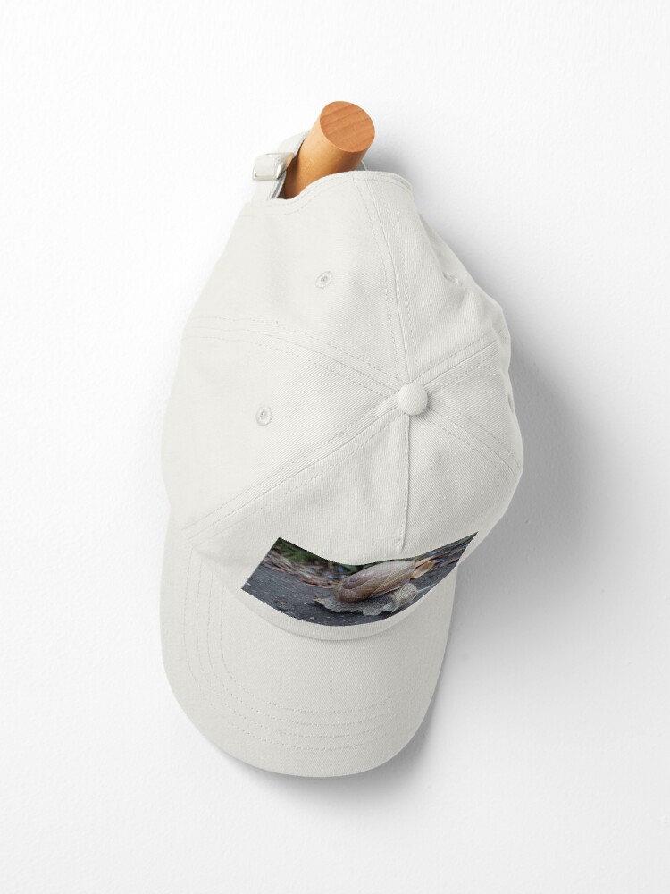 Alternative Ansicht von Weinbergschnecke auf Weg Cap