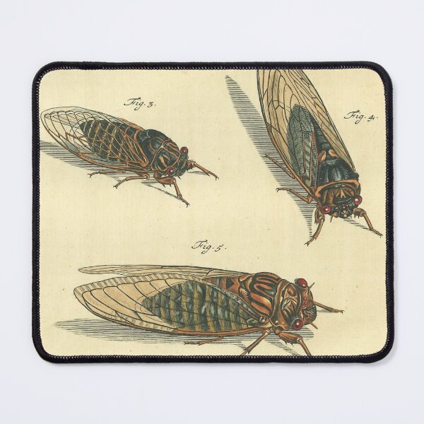 Item preview, Cicada Print designed and sold by Lloyd Library & Museum.