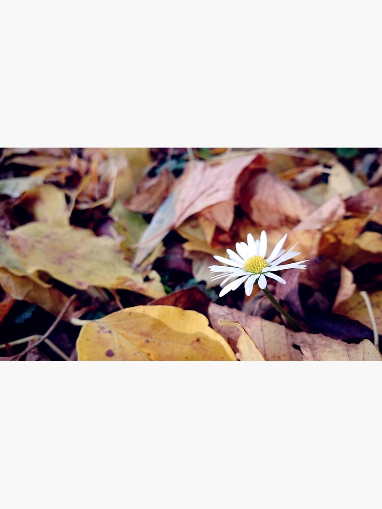 Gänseblümchen im Herbst von Gourmetkater