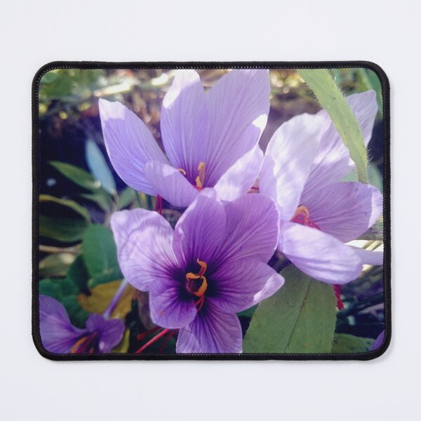 Item preview, Saffron flowers designed and sold by Gourmetkater.