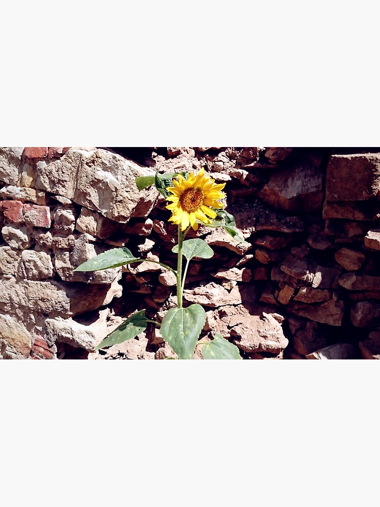 Sonnenblume vor Burg-Mauer von Gourmetkater