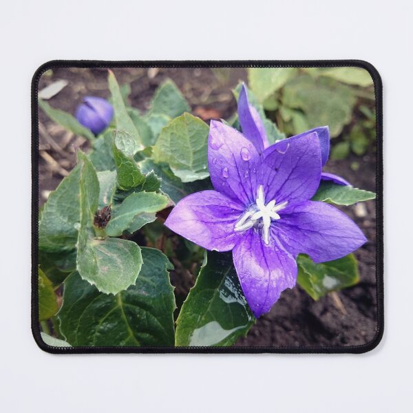 Item preview, balloon flower designed and sold by Gourmetkater.