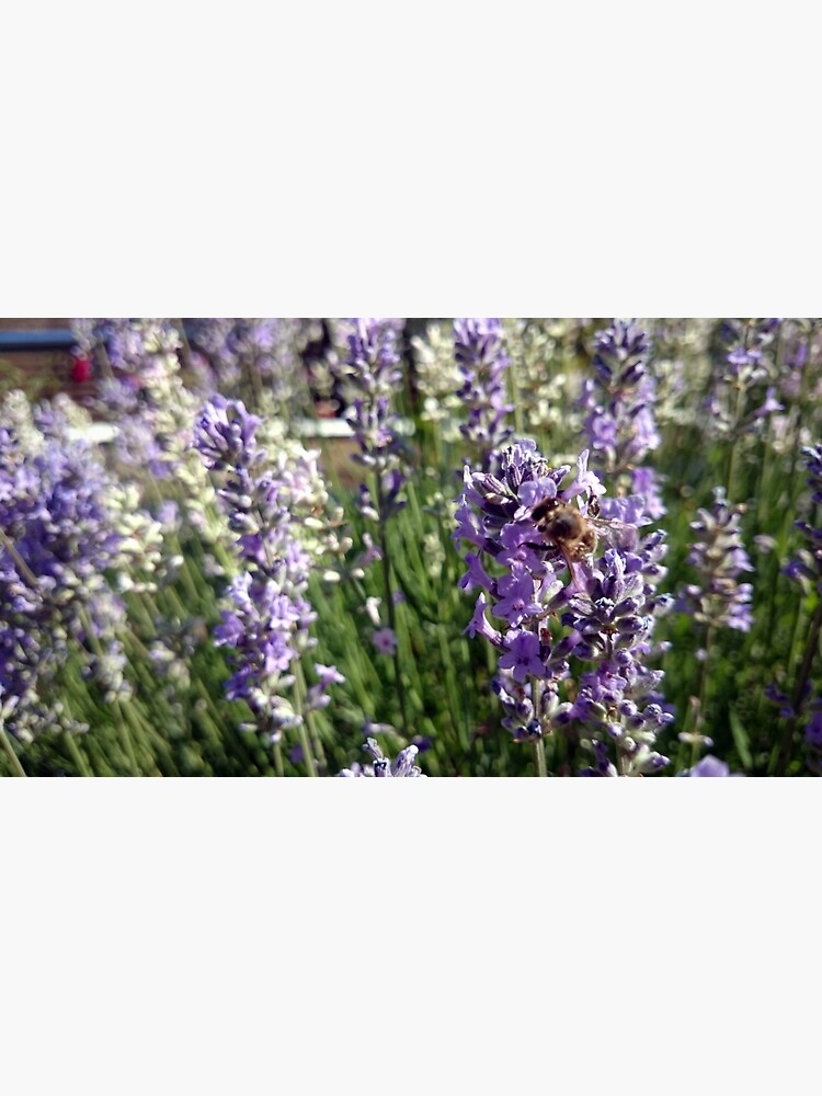 Lavendel von Gourmetkater