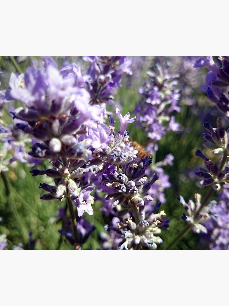 Lavendel von Gourmetkater