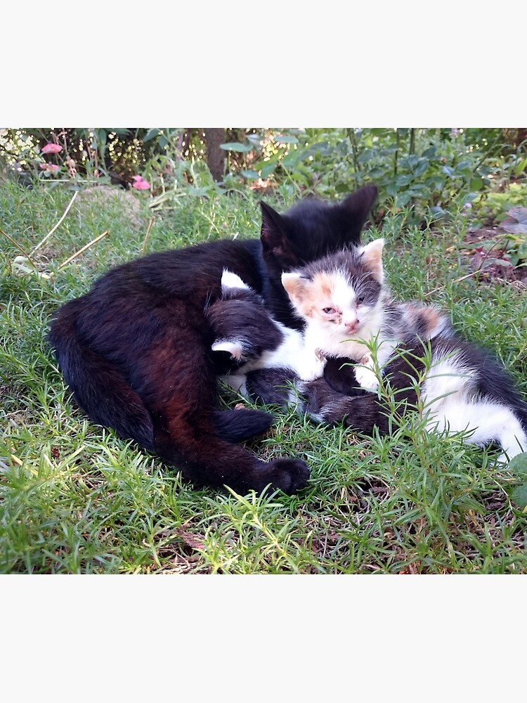 Glück von Gourmetkater