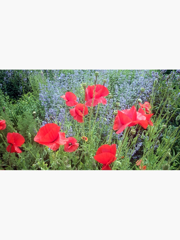 Mohn vor Salbei von Gourmetkater