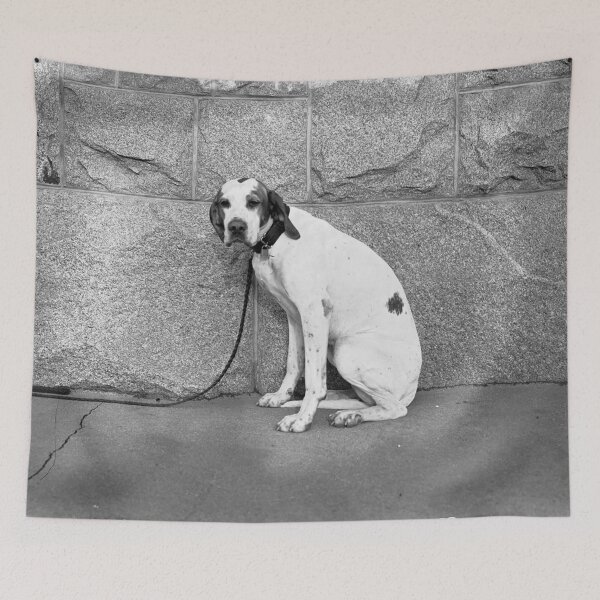 Item preview,  Dog on a leash designed and sold by Night-parade.