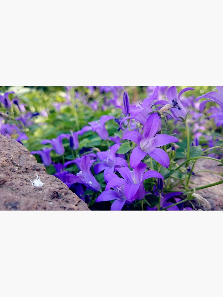 Glockenblume von Gourmetkater