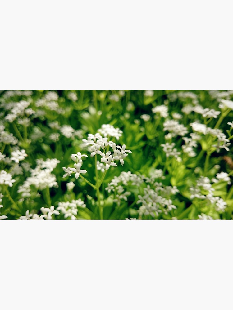 Zarte Waldmeister-Blüte von Gourmetkater