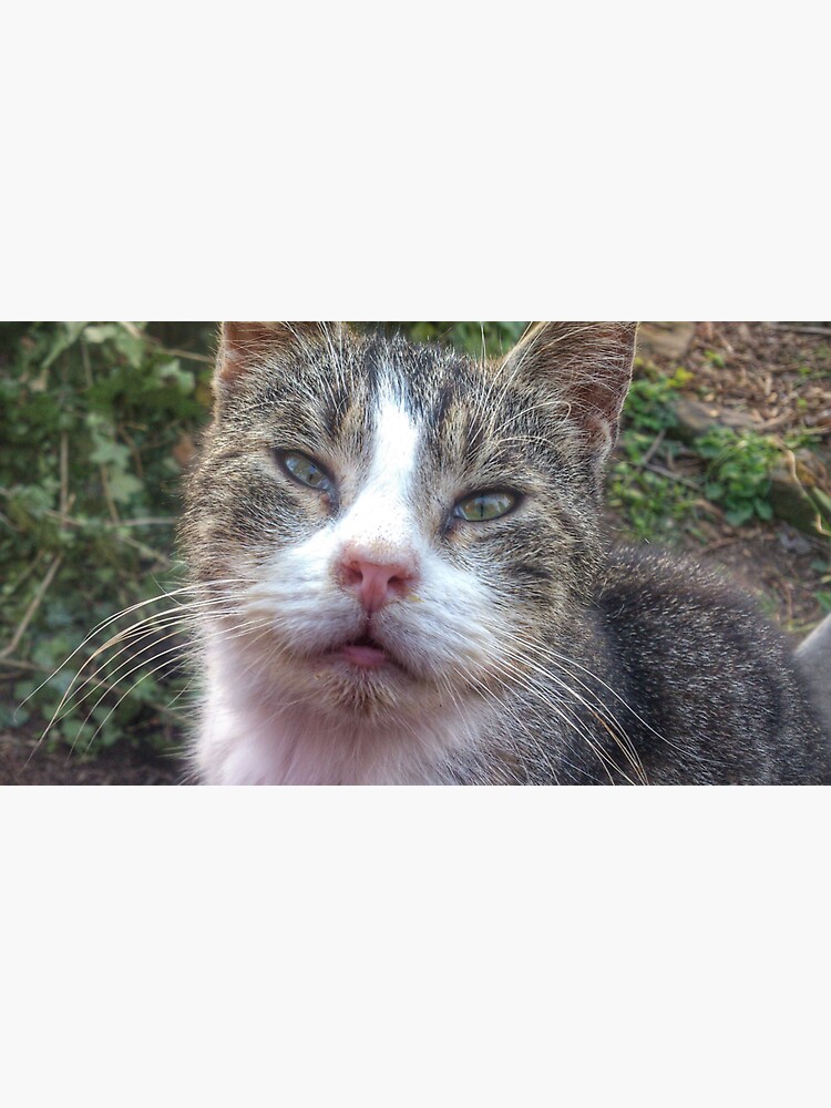 Katze Max von Gourmetkater